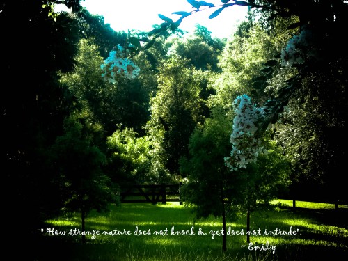 crape with fence with verbiage